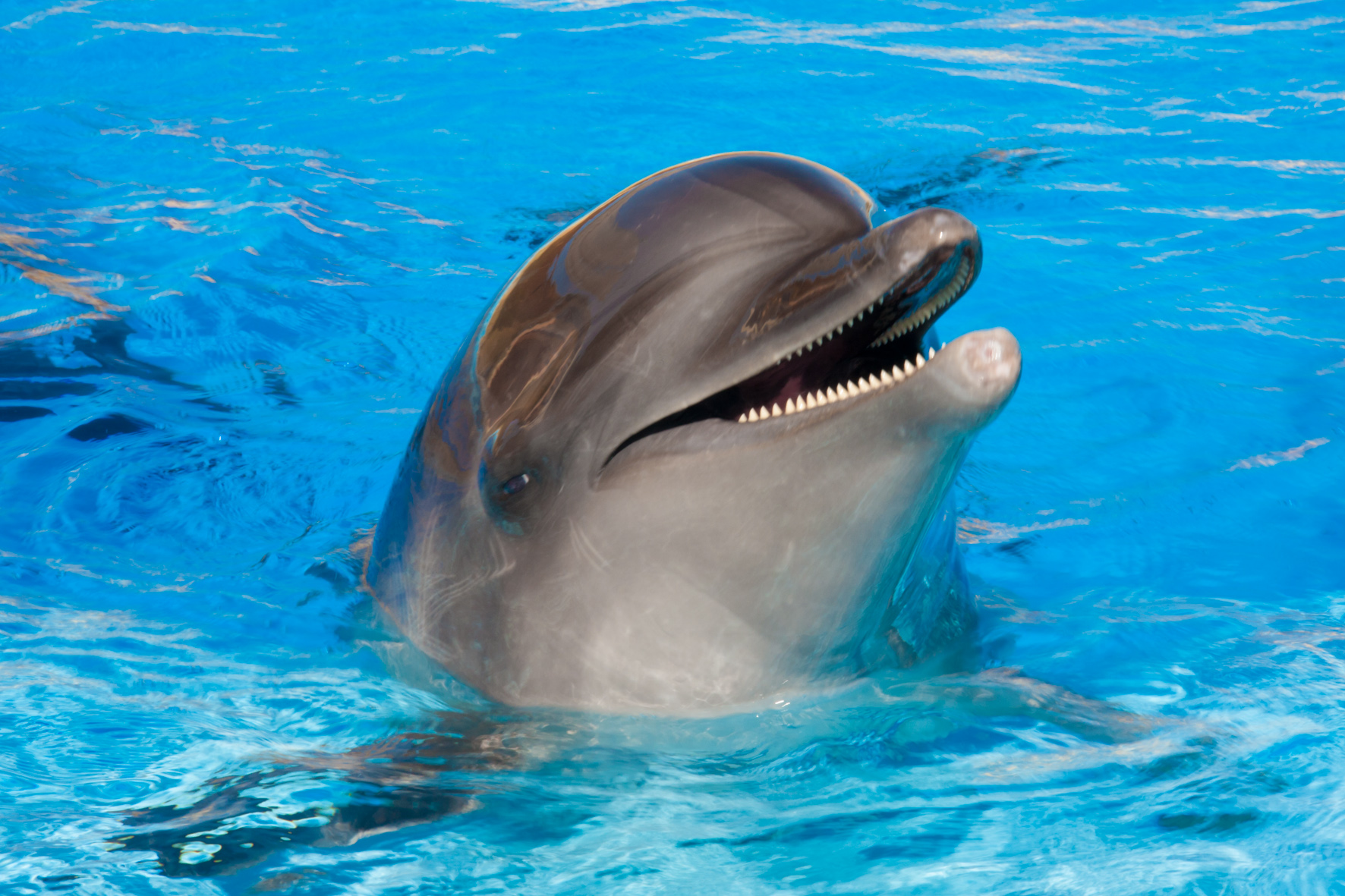 Tony Rei's Magic Dolphin Show